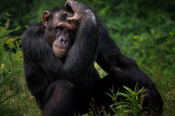 Sweetwaters Chimps Which Have Been Rescued From West Africa